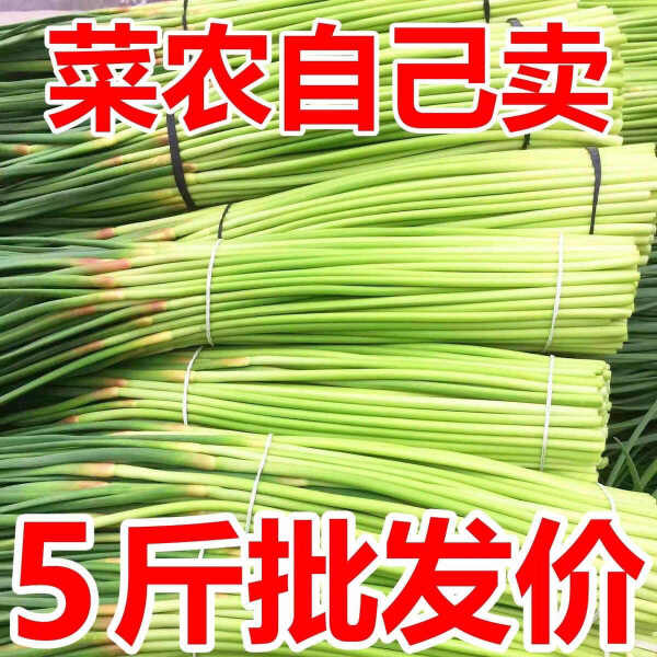 【今年新货】新蒜苔2024新鲜蒜苔嫩蒜苔新鲜批发蒜薹蒜毫当季