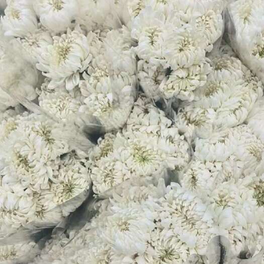 昆明菊花切花