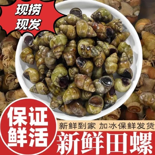 当日捕捞淡水田螺螺蛳螺丝蛳粉水产养殖鲜活净化水质食用零售批发