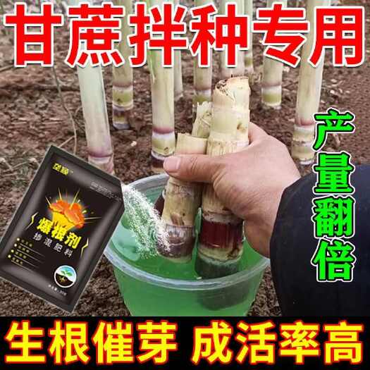 栾川县甘蔗专用生根剂生根粉甘蔗生根菌肥猛生根壮苗剂根多根粗狂爆生根
