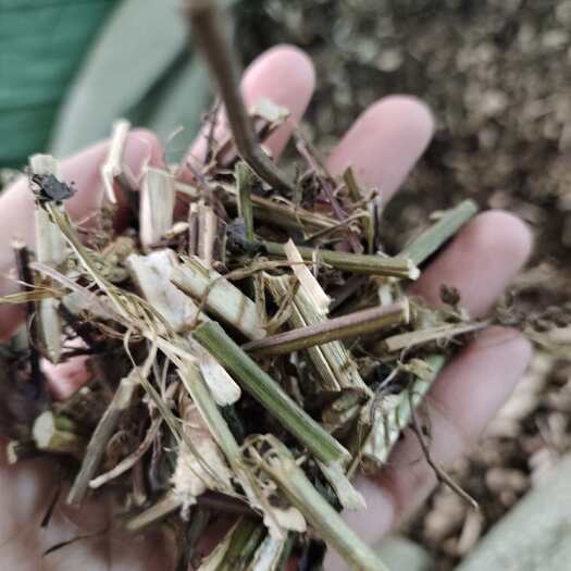 玉林长期供应｛紫苏梗｝可批量可零售量大从优