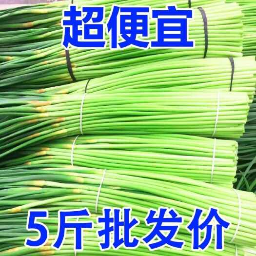连云港【今年新货】新蒜苔2024新鲜蒜苔嫩蒜苔新鲜批发蒜薹蒜毫当季