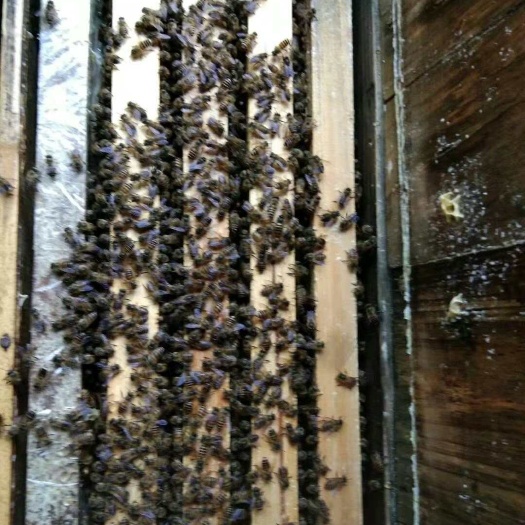 广州广东土蜂蜜蜂带王中华蜂群中蜂笼蜂批发整箱蜂王阿坝出售蜜蜂带王