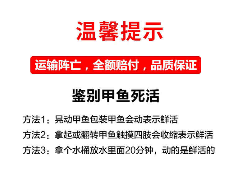 小甲鱼苗鲜活包邮外塘养殖中华鳖水鱼团鱼苗王八苗鳖苗甲鱼苗