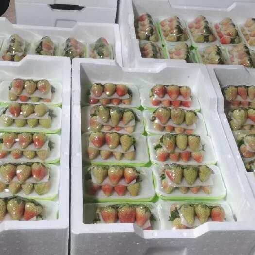 会泽县蒙特瑞草莓