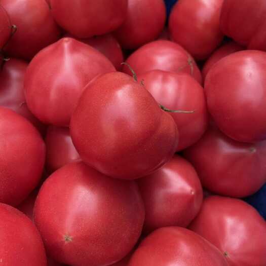 海阳市普罗旺斯西红柿沙瓤西红柿一件代发