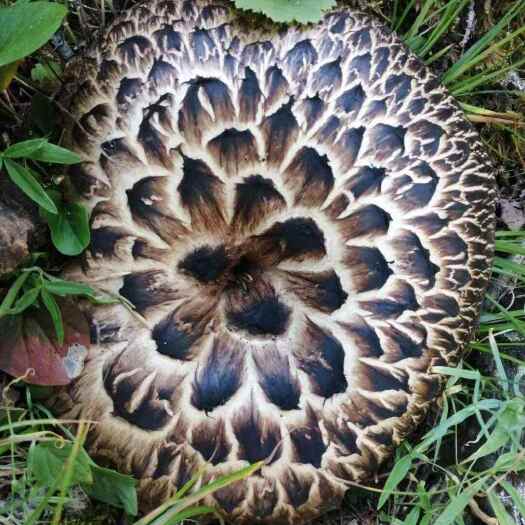 长沙纯野生虎掌菌