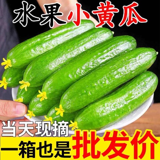 寿光市水果黄瓜   新鲜无刺小青瓜脆甜生吃小黄瓜一整箱