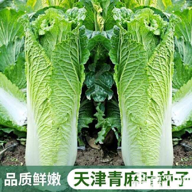 天津青麻叶种子绿大青麻叶直筒形白菜秋季大白菜四季播蔬菜种籽