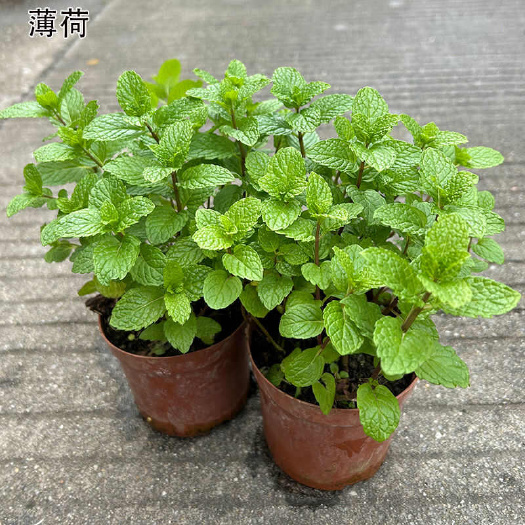 【驱蚊驱虫】室内绿植檬薄荷盆栽卧阳台桌摆好养薄荷室外柠檬