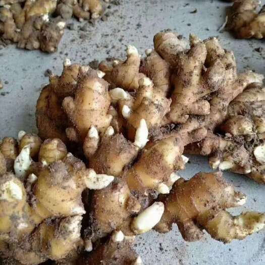 沂水县姜种 芽点密集 姜体鲜货 生命力强 货量充足 全年发货