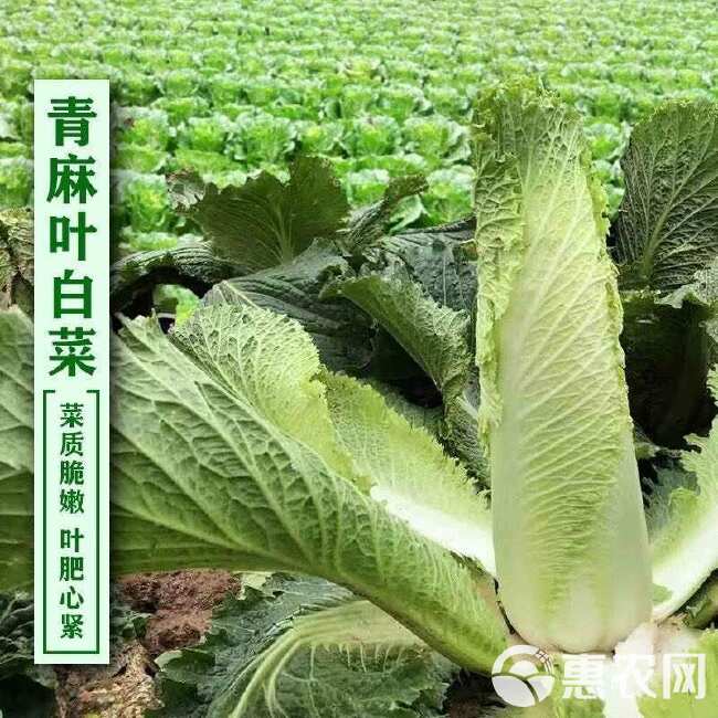 天津青麻叶种子绿大青麻叶直筒形白菜秋季大白菜四季播蔬菜种籽