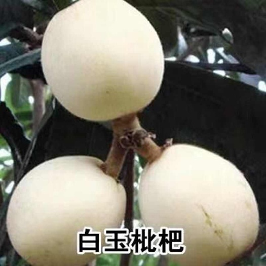 灵山县新品大果白玉枇杷无籽枇杷树苗嫁接耐寒当年结果