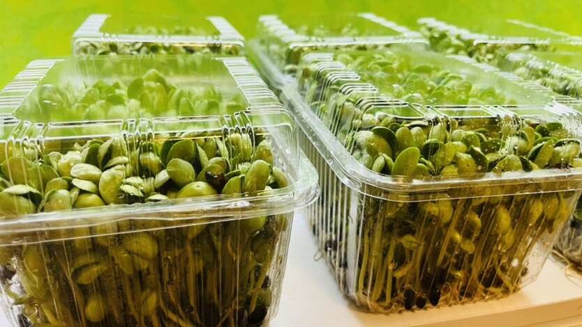  黑豆芽