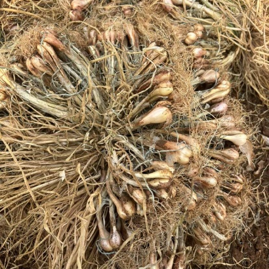 徐闻县徐闻白铁杆葱种高锋期，需要的老板私