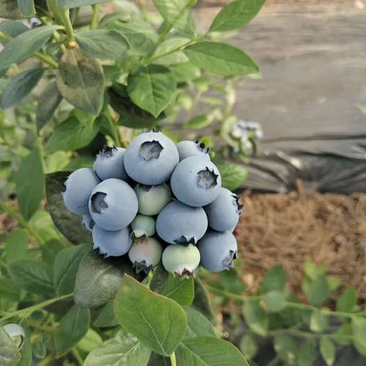 临沭县蓝莓