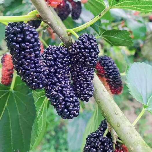 昆明桑葚干