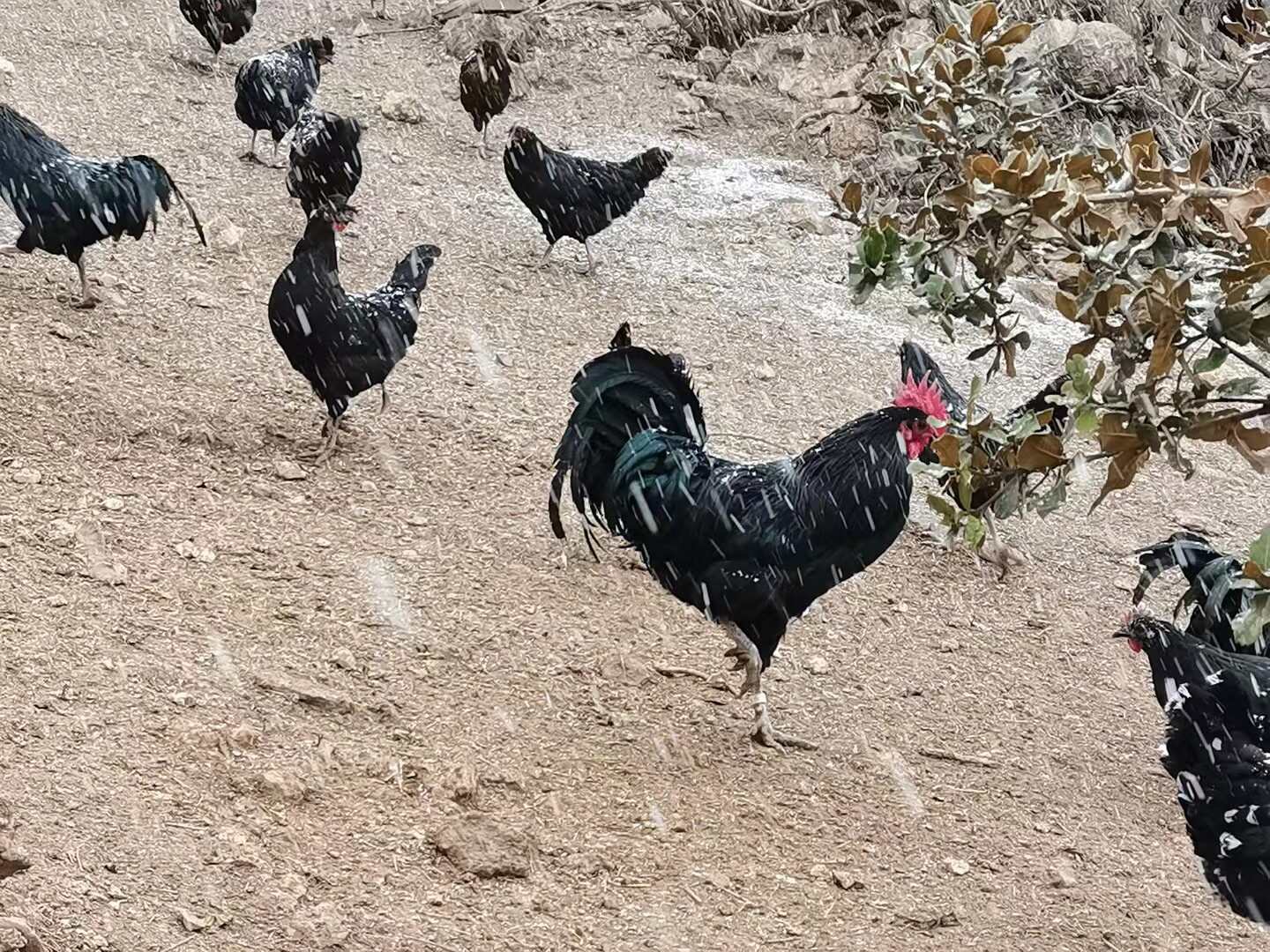 尼西鸡