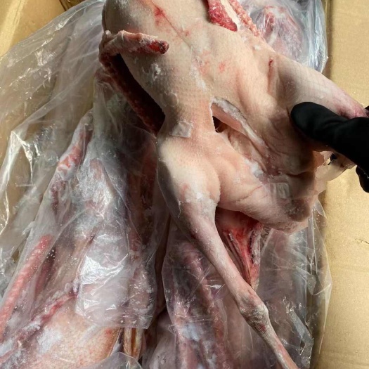 滨州仔鹅，半净膛全净膛，规格齐全，低价出售，工厂直发，一手货源