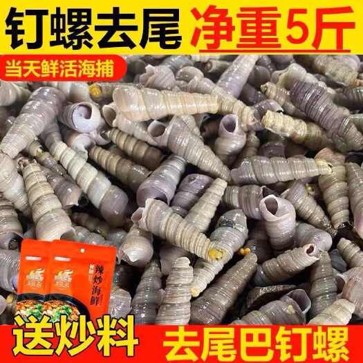 新鲜钉螺海螺丝鲜活钉螺去尾免处理钉螺批发海鲜水产批发包邮