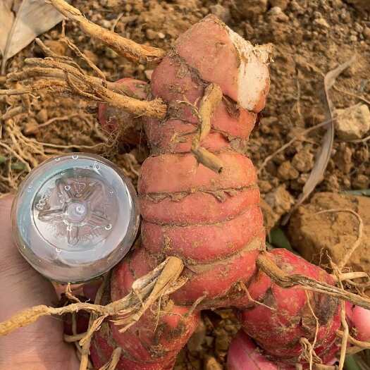 长沙红皮大肉南姜种