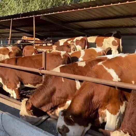 郓城县肉牛犊 厂家直销 鲁西黄牛小牛 买十送一 赠送草料