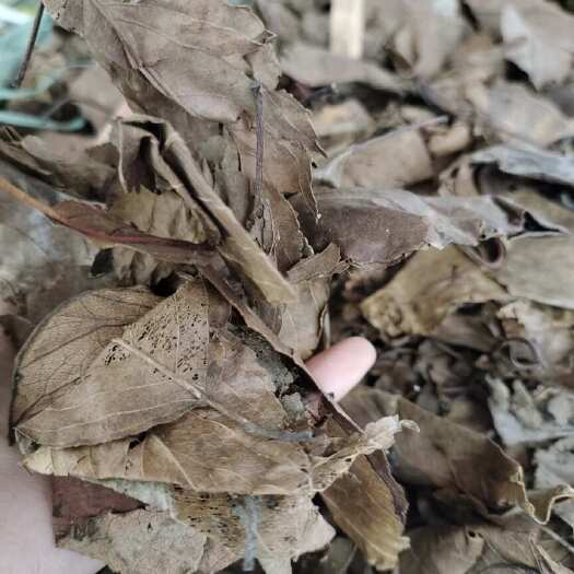 玉林批发山楂叶