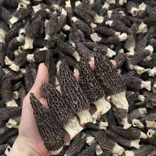 广州热卖款中大羊肚菌