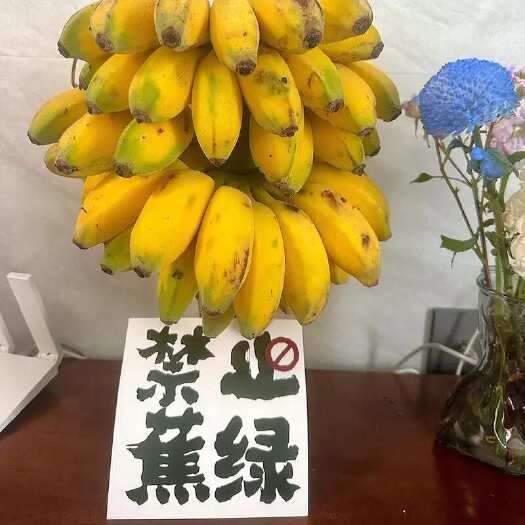 徐闻县禁止蕉绿苹果蕉小米蕉整串发货带杆发货水培观赏植物可食用