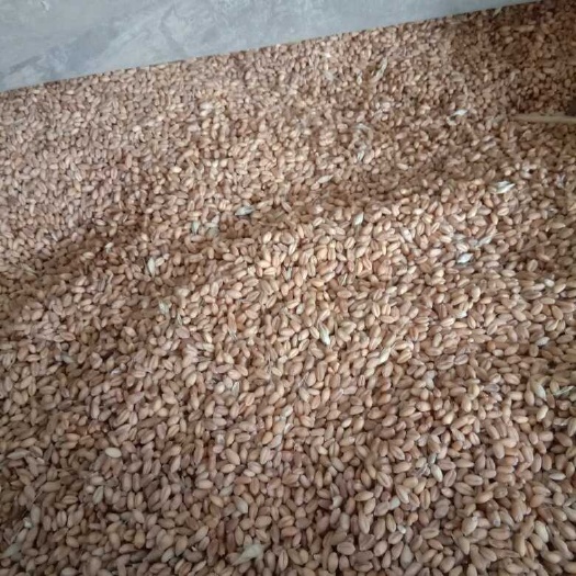 50吨小麦需出售