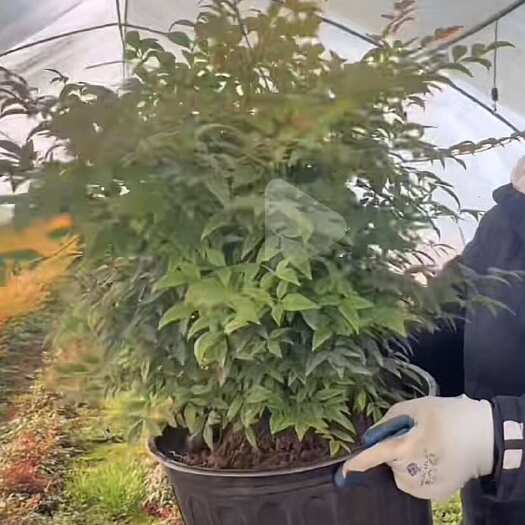  红叶南天竹盆栽