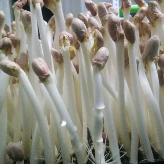 老河口市水培花生芽