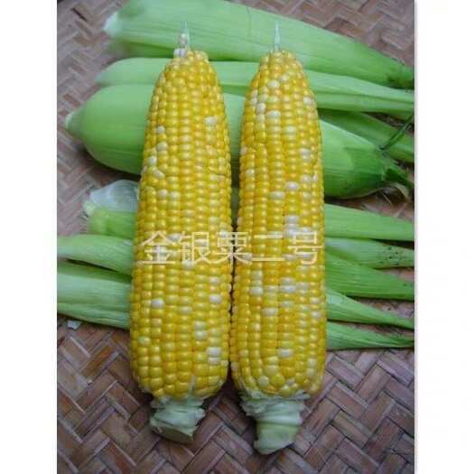 广州农科院金银粟2号玉米种子200克粤蔬牌黄白双色水果甜玉米种籽
