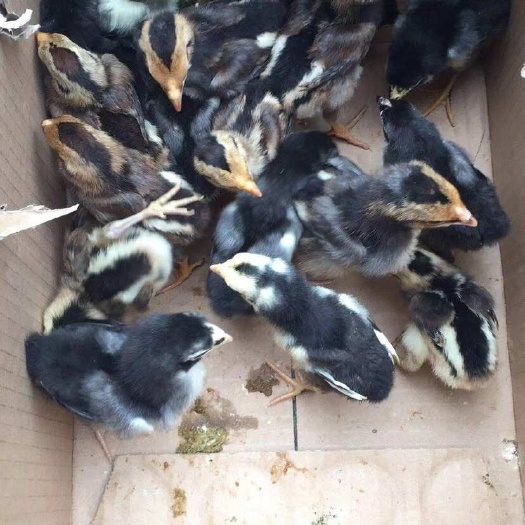 南宁纯种斗鸡苗