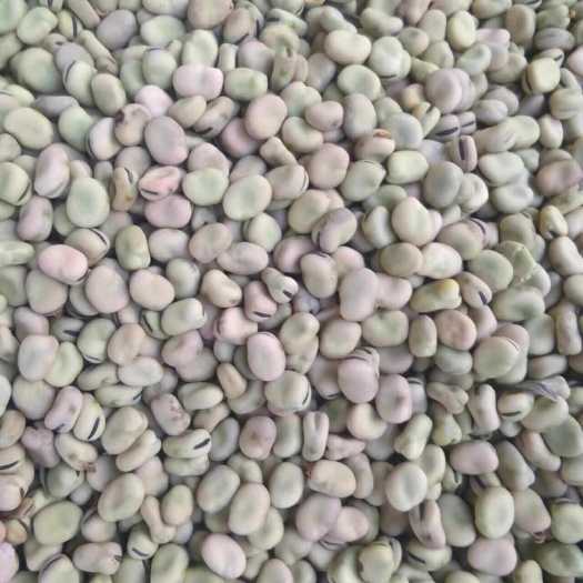 小米豆，白皮白牙豆大量上市。