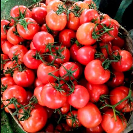 安徽沙瓤西红柿自然熟5斤