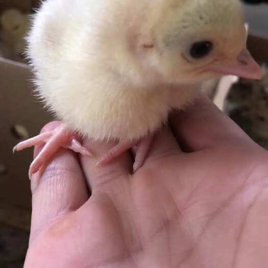 南宁尼古拉火鸡苗