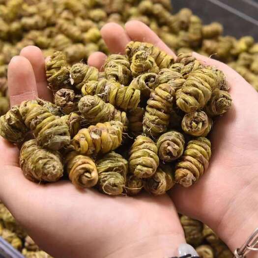 广州3号铁皮石斛（大颗粒）