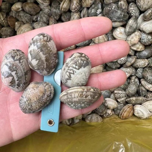 无沙花甲活冻花甲蛤蜊鲜活吐沙速冻方便储存餐饮商用食材带壳花甲