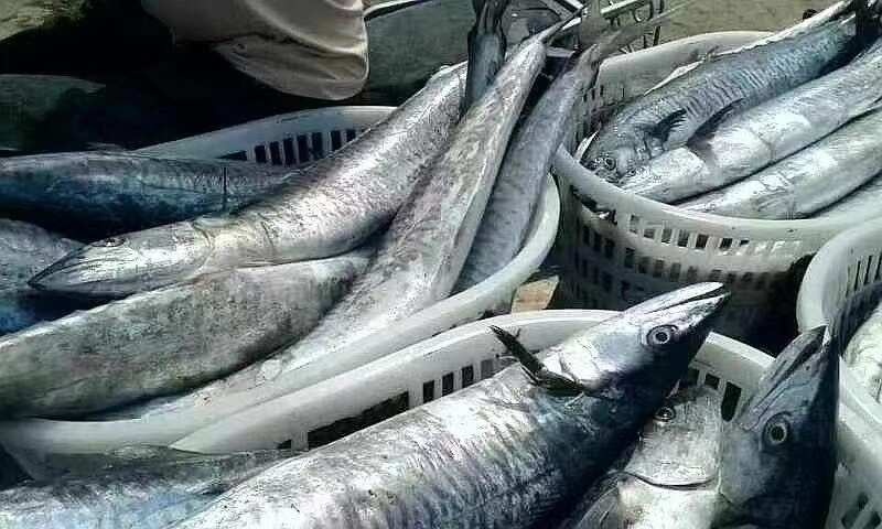 海口海南深海马鲛鱼