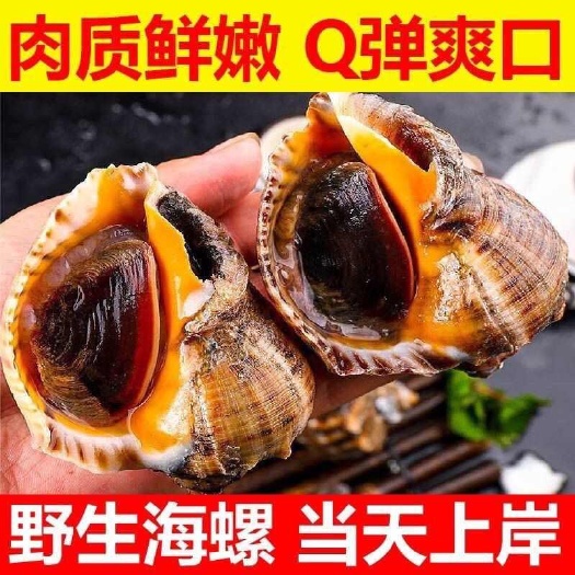 鲜活大海螺现挖现发大中小超肥新鲜海螺鲜活海鲜水产螺类贝类