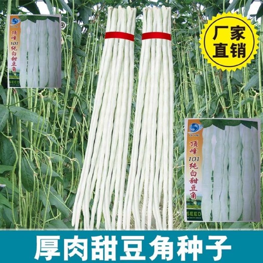 祁东县101白豆角种子