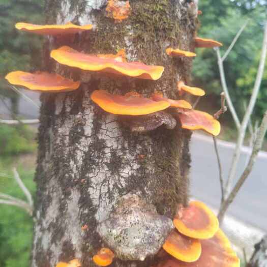全州县广西桂林红栓菌