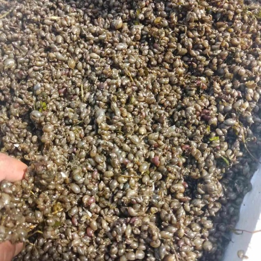 郸城县大量供应飘螺  8元