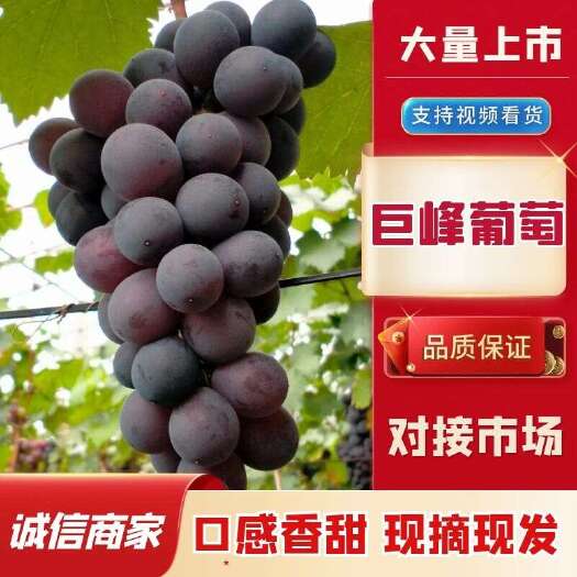 温室巨峰葡萄三月底就要上市了，糖度高，卖相好，欢迎各地客商