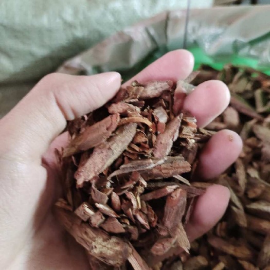 玉林批发山白芷  川白芷