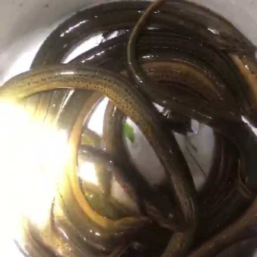  黄鳝