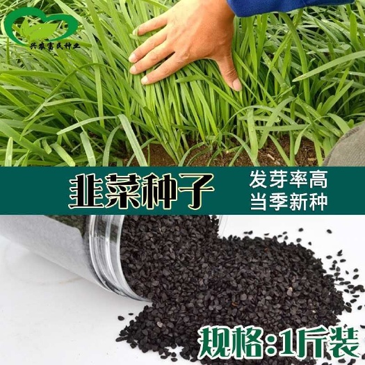 河间市散装厚肉韭菜种子 农田菜地耐寒不易干尖绿韭菜籽