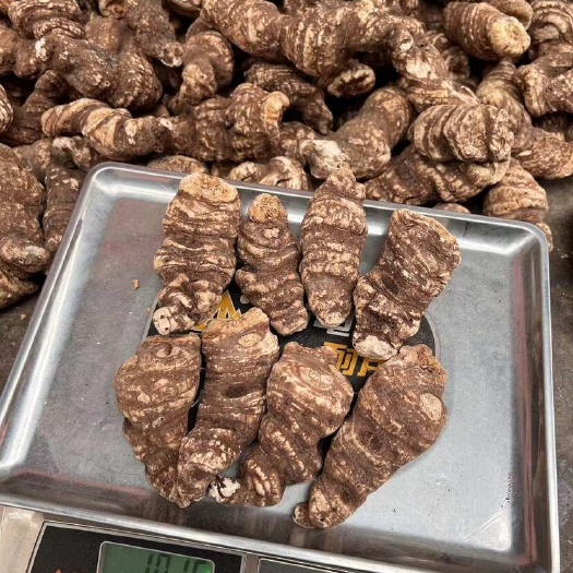 昆明重楼