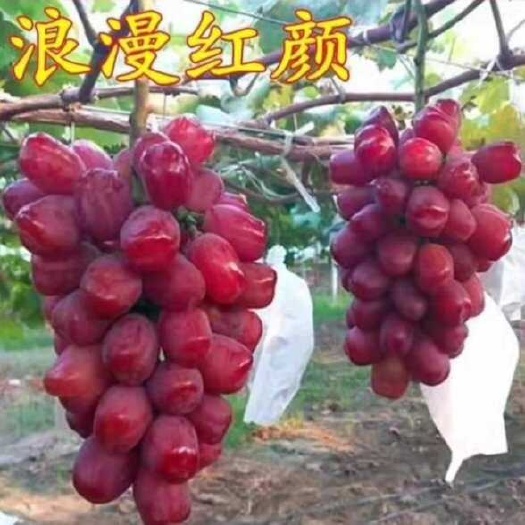 卢龙县浪漫红颜葡萄苗